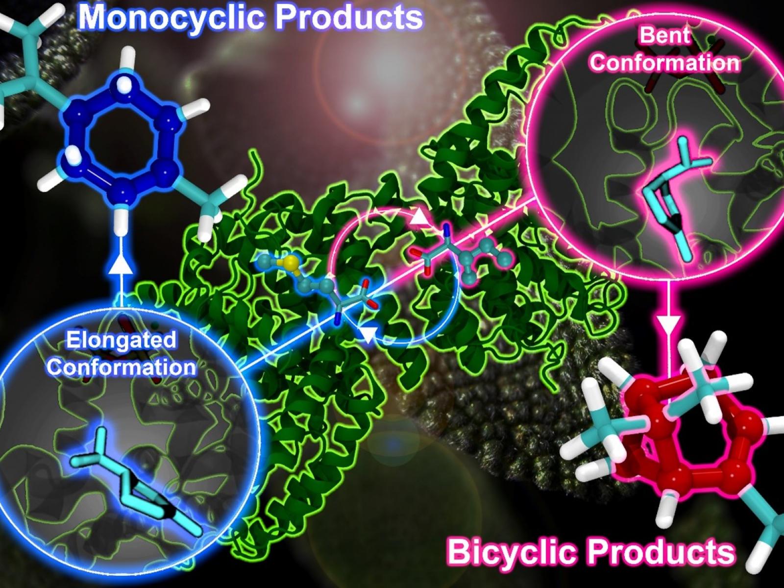 Enzymatic Control of Carbocation Chemistry Research Highlight PNNL